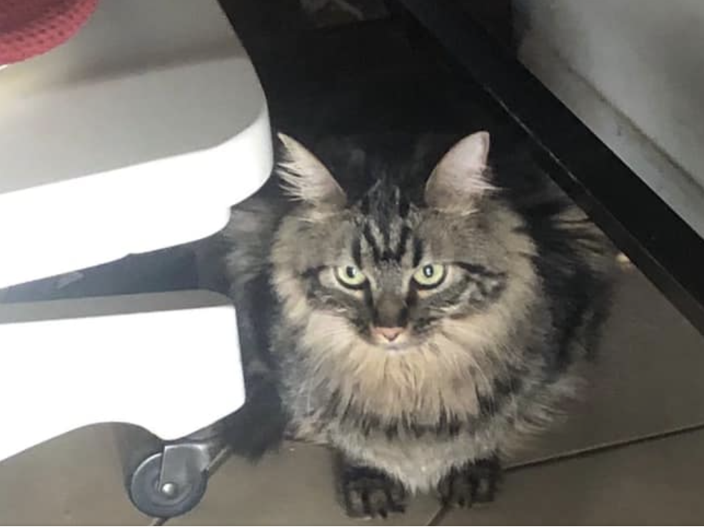 Ovie the cat - Michael Bayley Facebook
